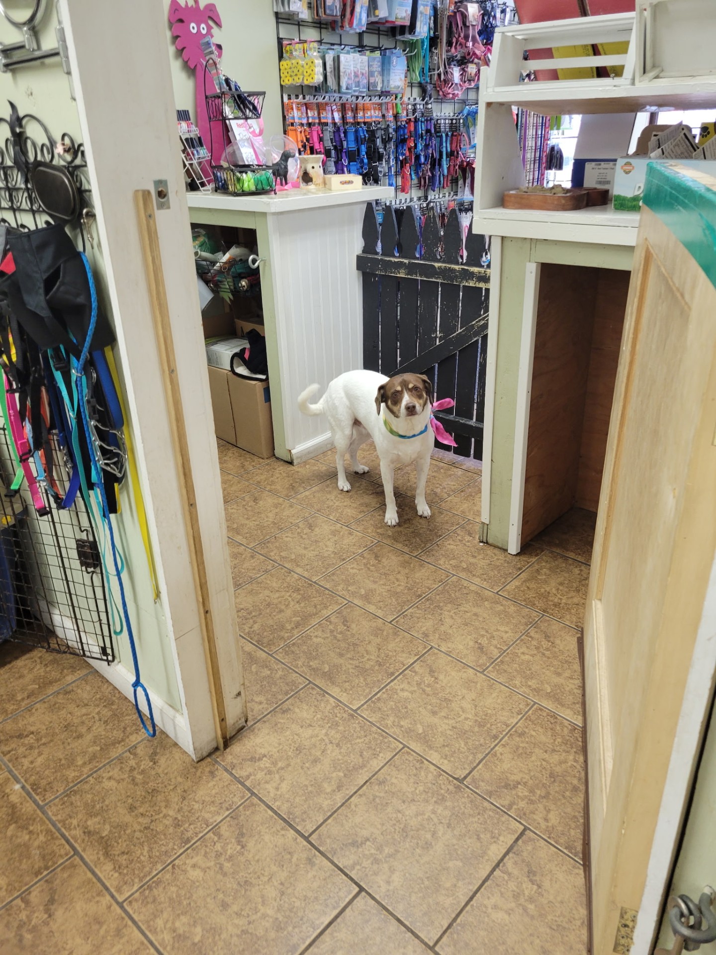 Curated pet supplies