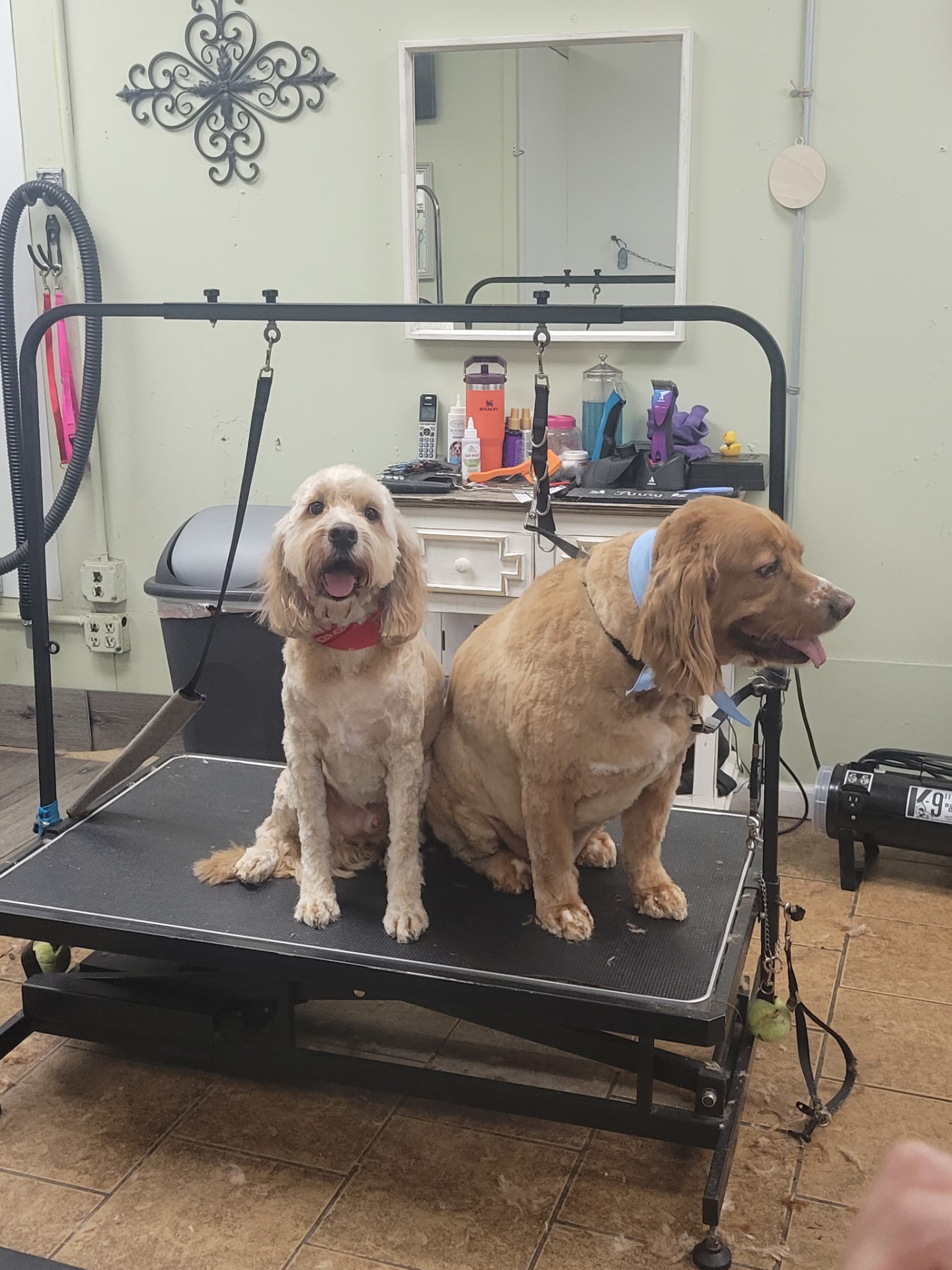 Best friends, freshly groomed